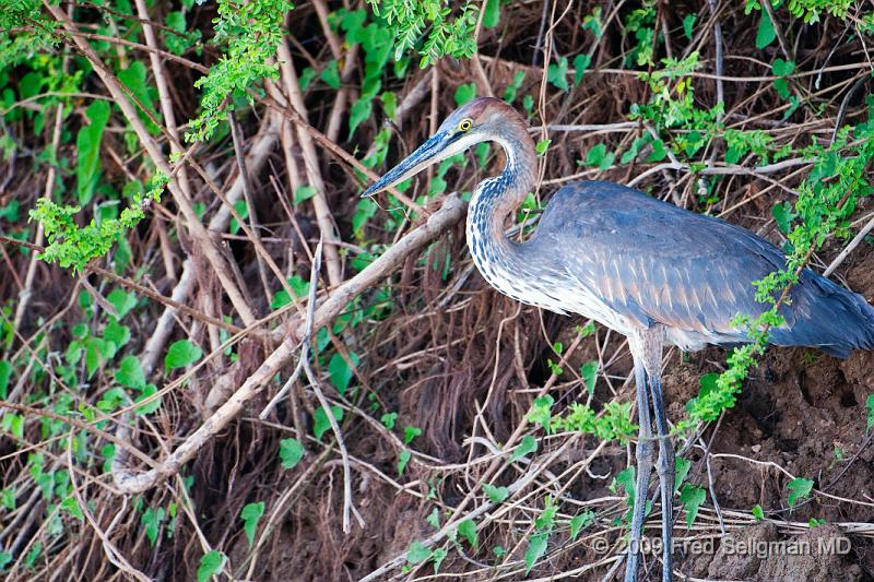 20090608_171638 D300 (5) X1.jpg - Please e-mail me if you know the names of any of these birds